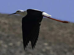 Black-winged Stilt