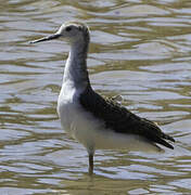 Black-winged Stilt