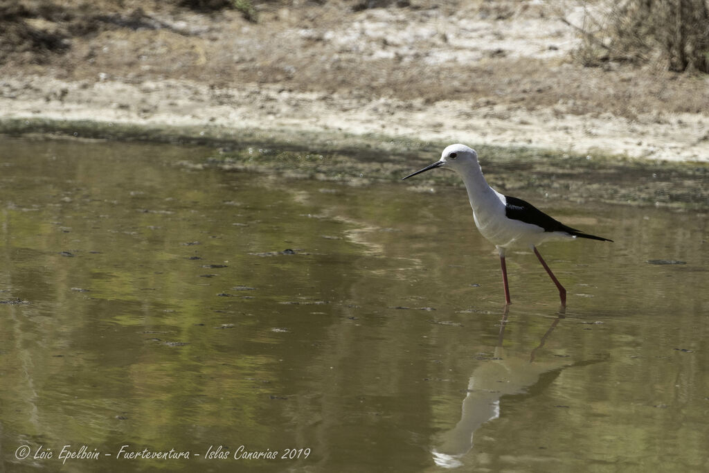 Black-winged Stilt