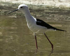 Black-winged Stilt