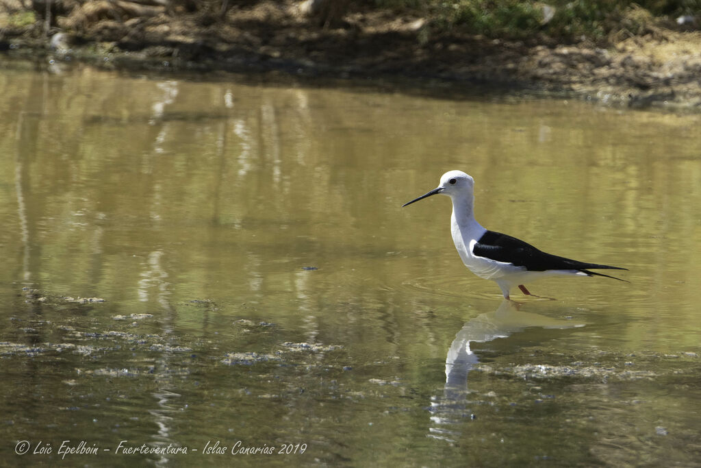 Black-winged Stilt