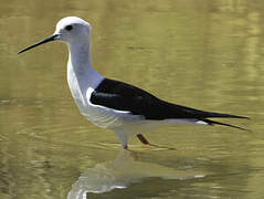 Black-winged Stilt