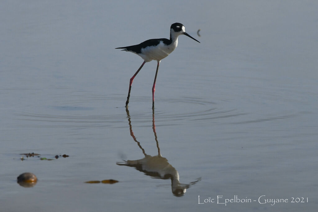 Black-necked Stilt