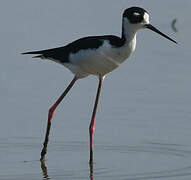 Black-necked Stilt