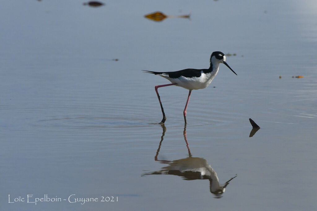 Black-necked Stilt