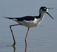 Black-necked Stilt