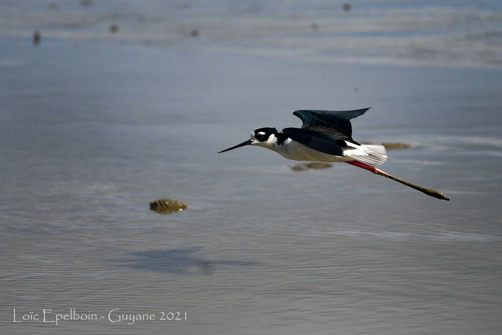 Black-necked Stilt