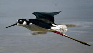 Black-necked Stilt