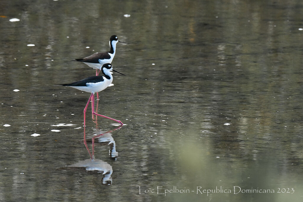 Black-necked Stilt