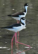 Black-necked Stilt