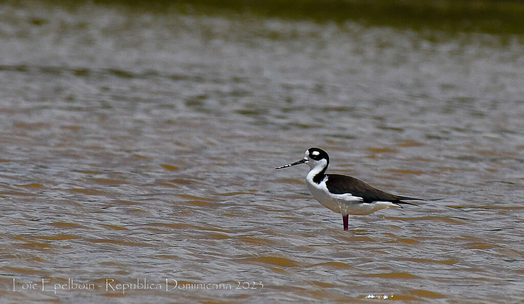 Black-necked Stilt