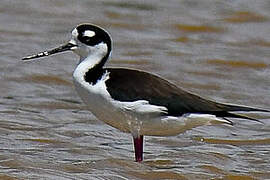 Black-necked Stilt