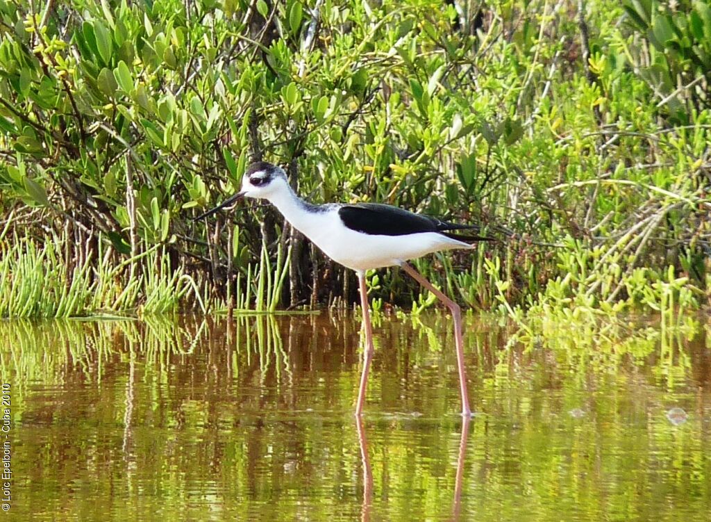 Black-necked Stilt