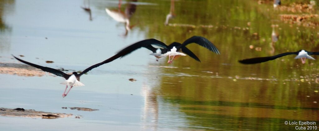 Black-necked Stilt