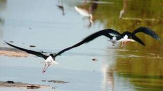 Black-necked Stilt