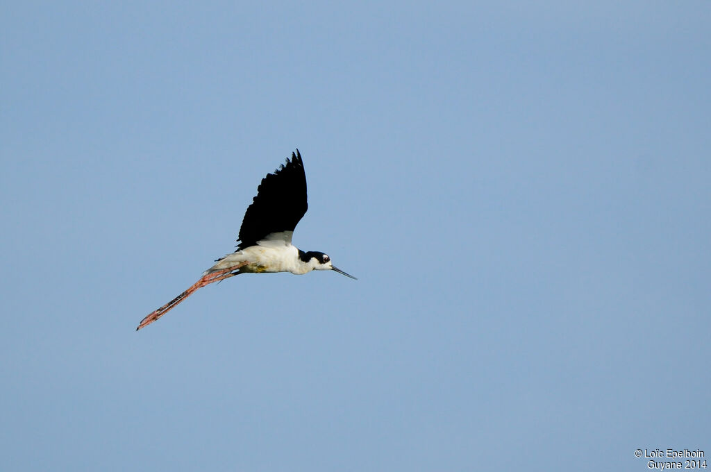 Black-necked Stilt