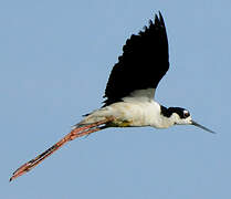 Black-necked Stilt