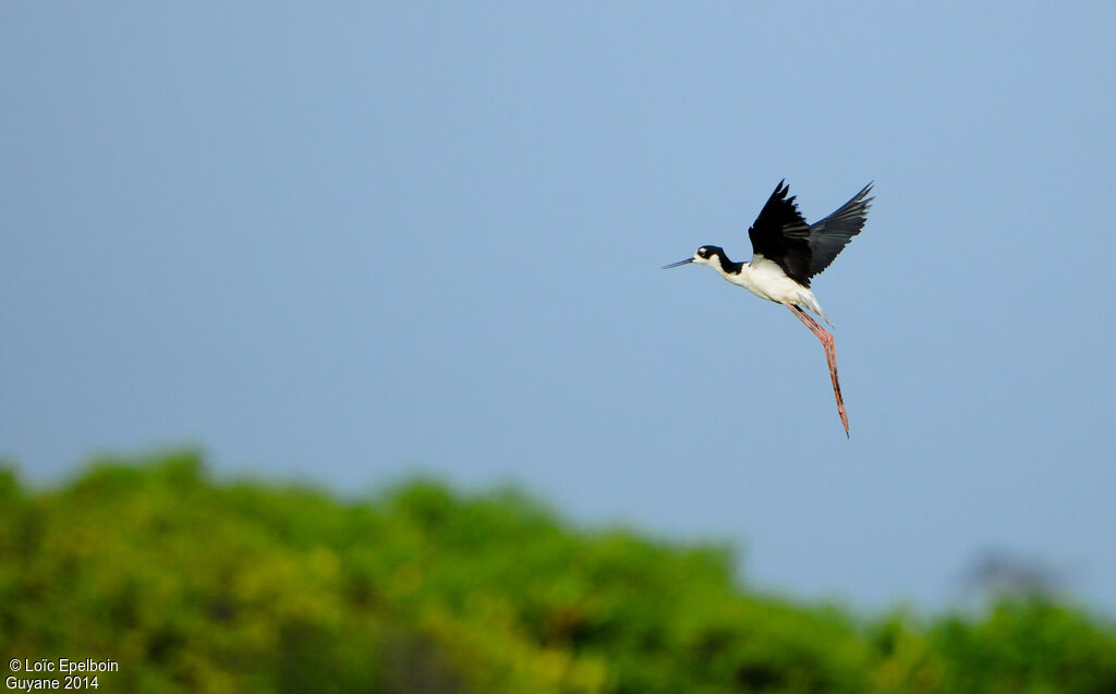 Black-necked Stilt