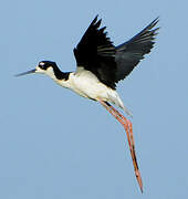 Black-necked Stilt