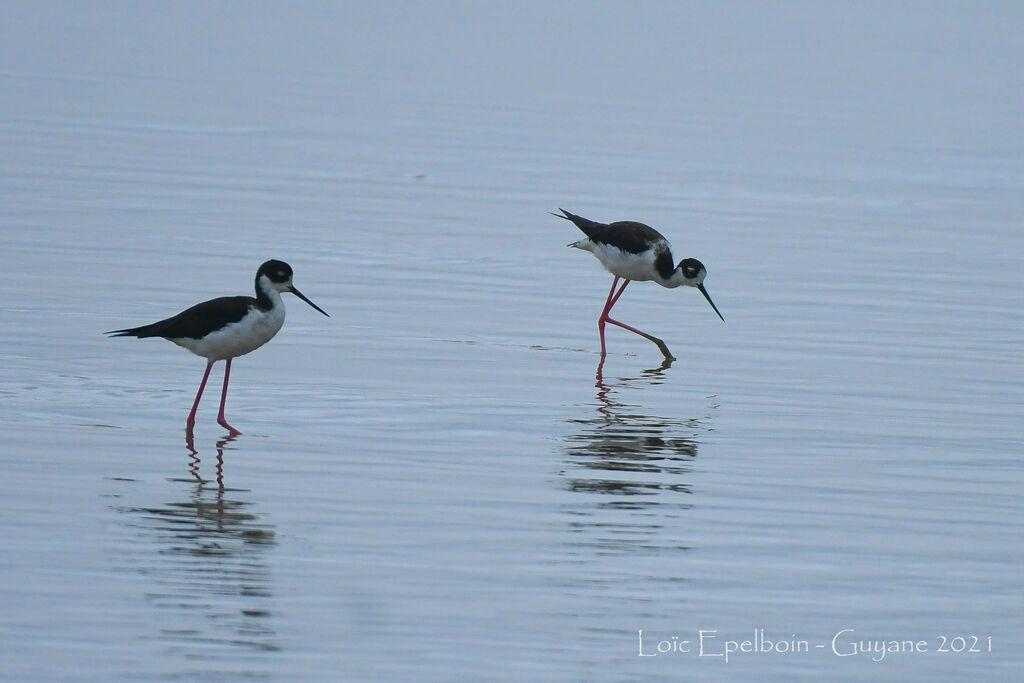 Black-necked Stilt