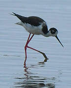 Black-necked Stilt