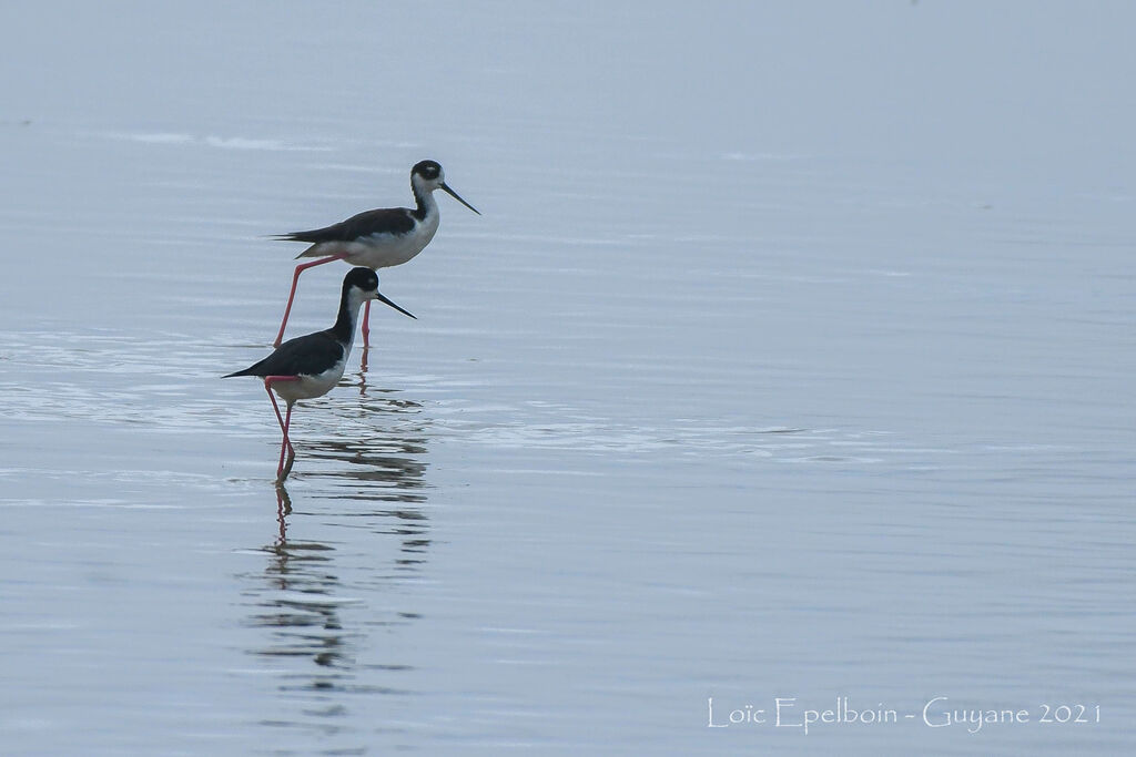 Black-necked Stilt