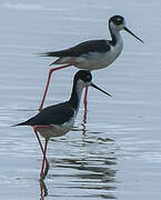 Black-necked Stilt