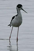 Black-necked Stilt