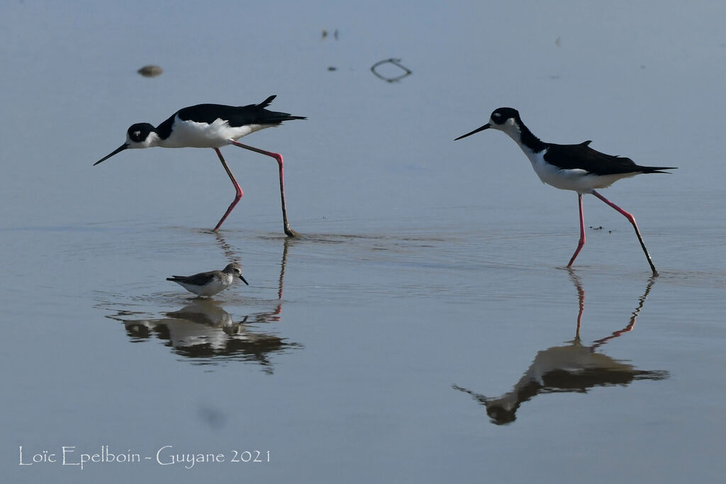 Black-necked Stilt