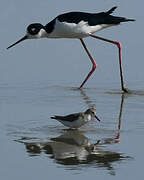 Black-necked Stilt