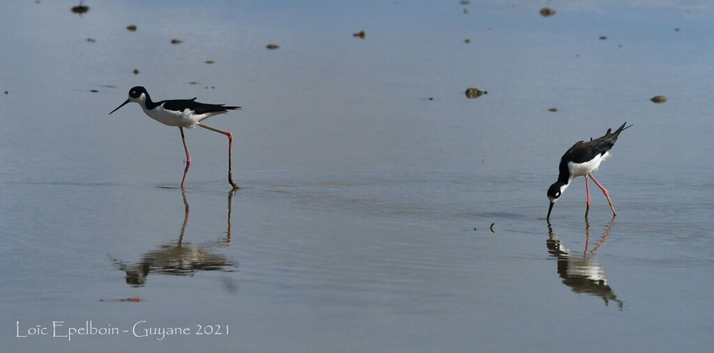 Black-necked Stilt