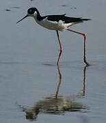 Black-necked Stilt