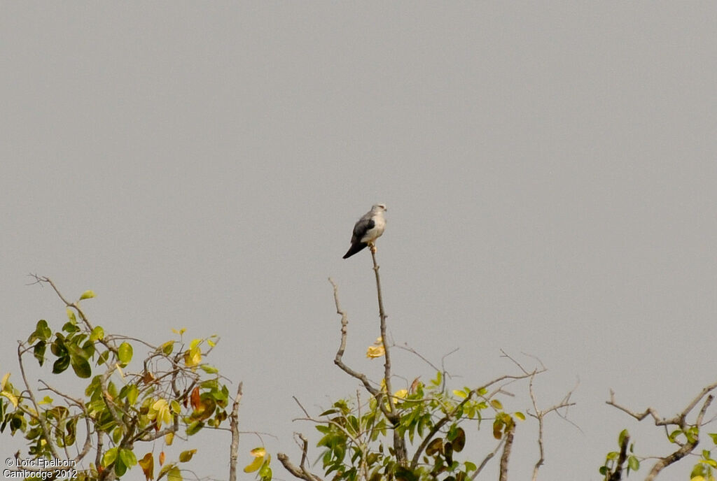 Black-winged Kite