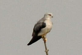 Black-winged Kite