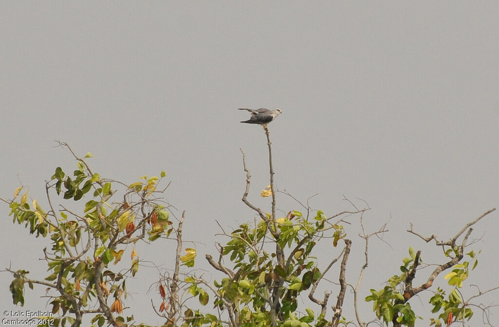 Black-winged Kite