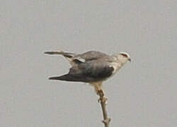 Black-winged Kite