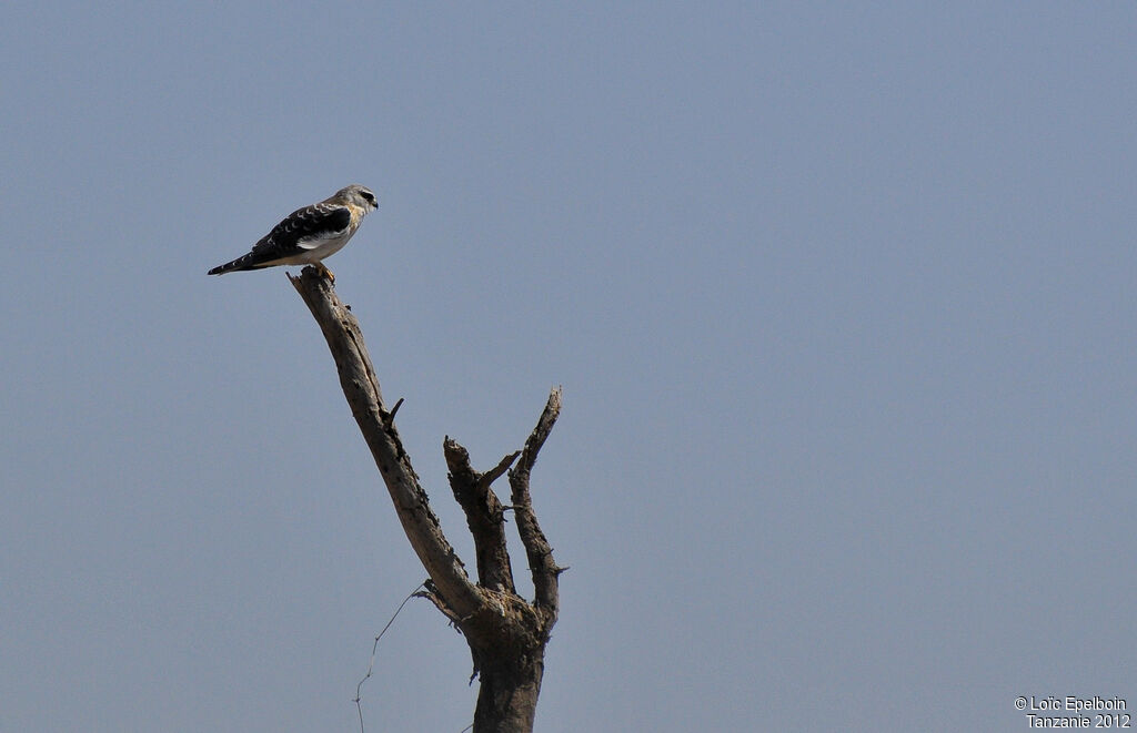 Black-winged Kite