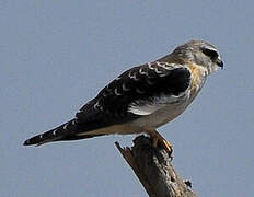 Black-winged Kite