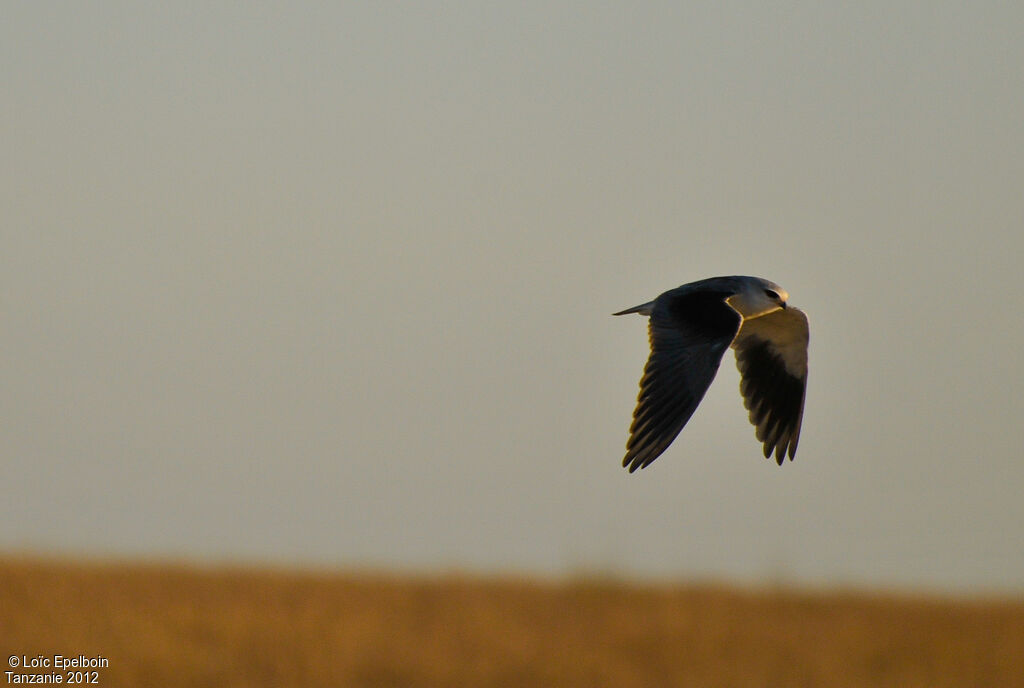 Black-winged Kite