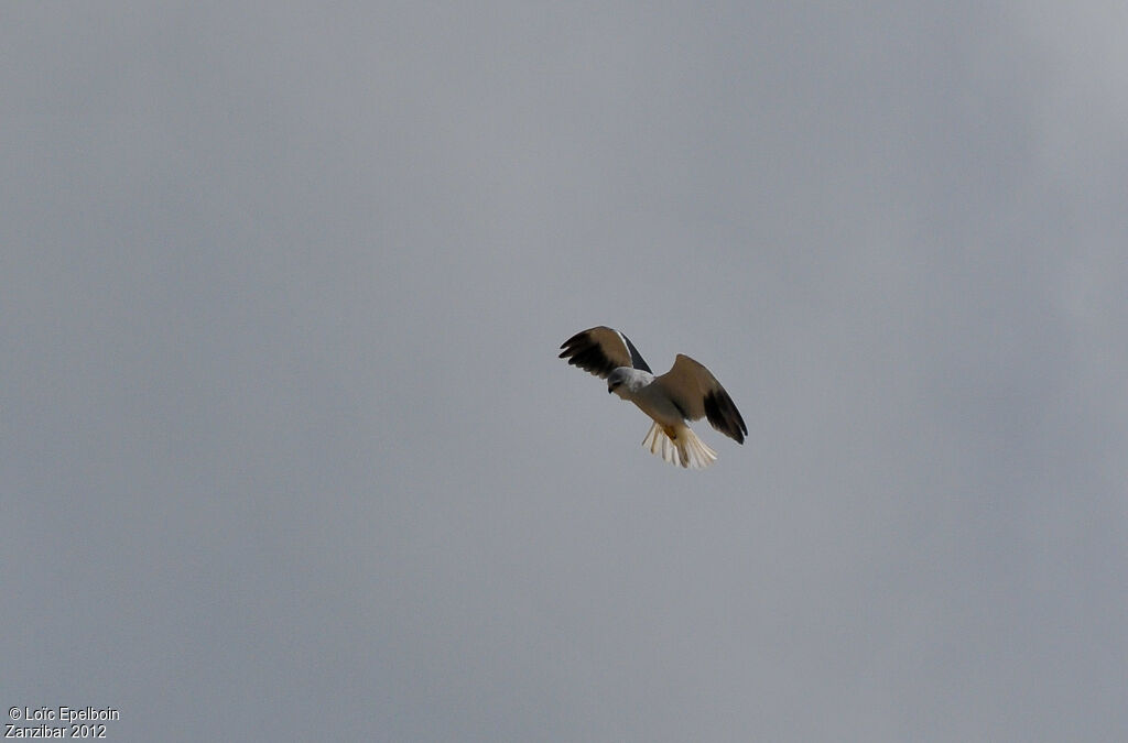 Black-winged Kite