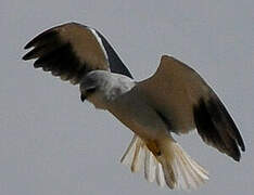 Black-winged Kite