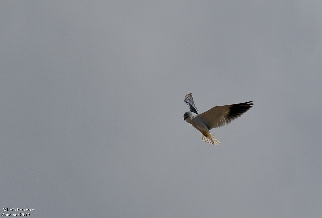 Black-winged Kite