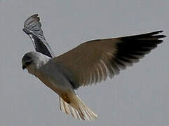 Black-winged Kite