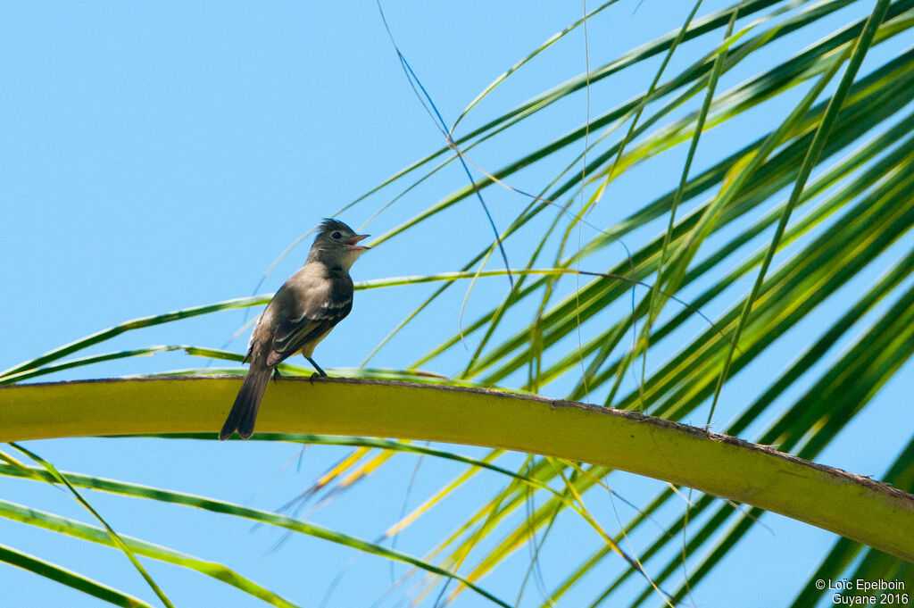 Yellow-bellied Elaenia