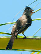 Yellow-bellied Elaenia