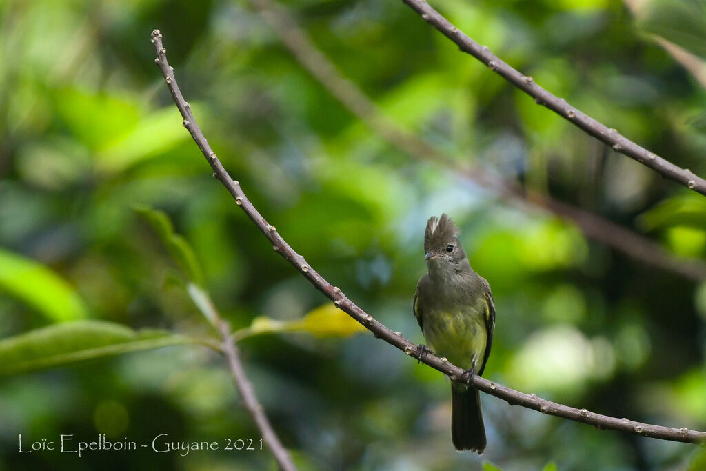 Yellow-bellied Elaenia