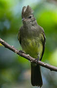 Yellow-bellied Elaenia