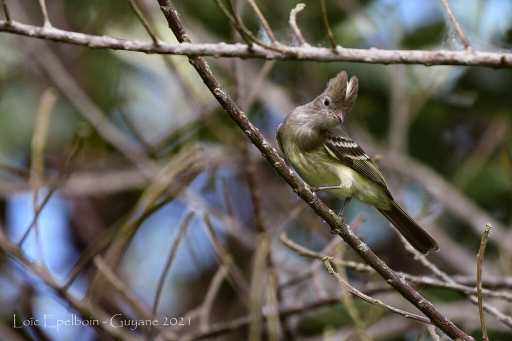 Yellow-bellied Elaenia