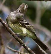 Yellow-bellied Elaenia