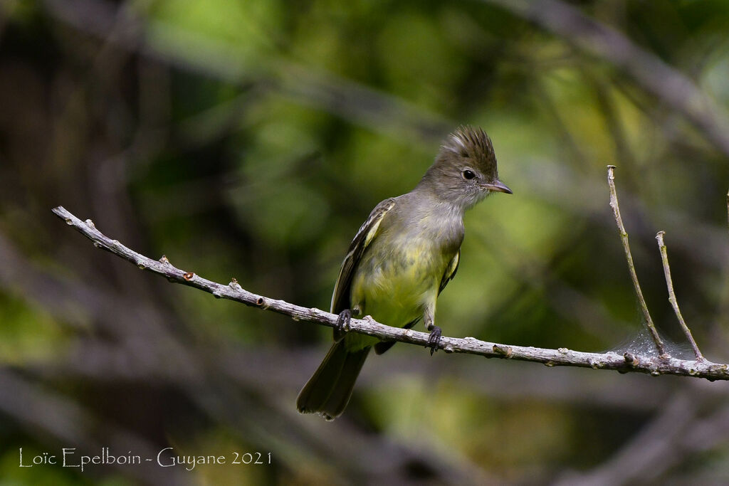 Yellow-bellied Elaenia